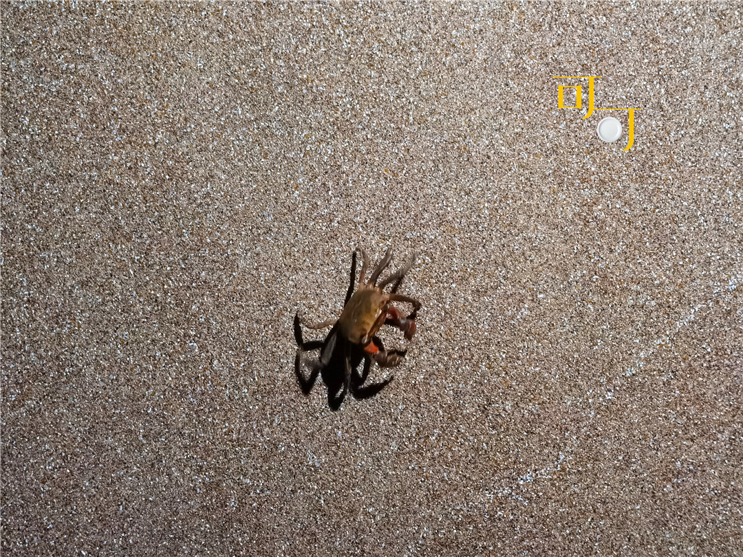 象山东旦沙滩好吃的东西,象山东旦沙滩附近美食