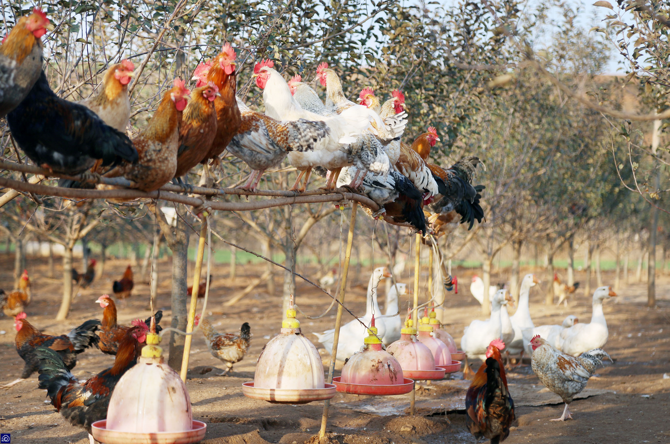 农村小伙养鸡仅用三招年赚百万,农村小伙子养鸡年收入240万你信吗