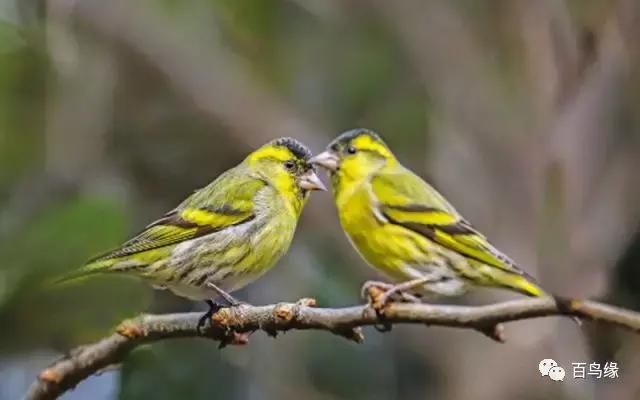 黄雀的保护方法图解,新手遇到螳螂怎么上手