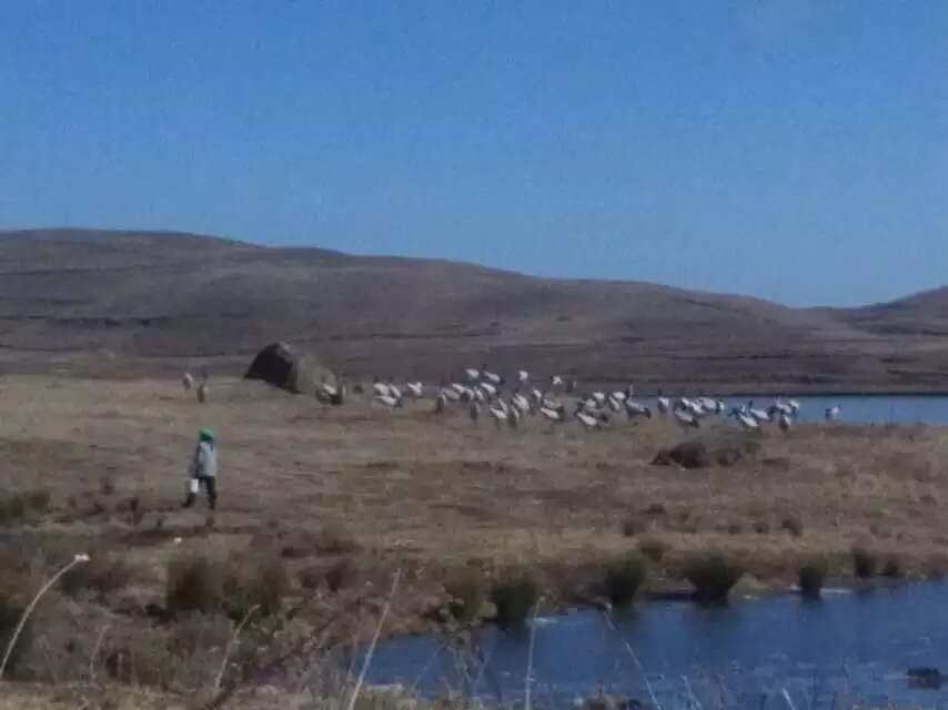 云南昭通大山包黑颈鹤攻略,云南黑颈鹤旅游