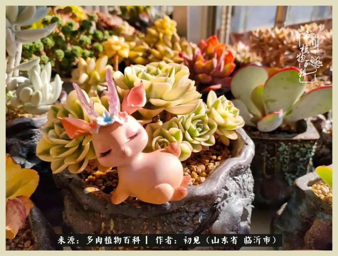 和多肉植物相伴,和多肉相处的心情