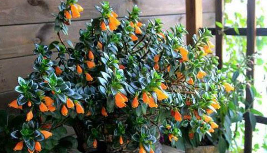 金鱼吊兰的枝干干枯是什么原因,夏天金鱼吊兰干枯掉叶怎么补救