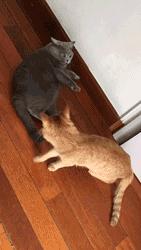 你可能不知道自己有多幸福,有猫陪伴的日子可真幸福