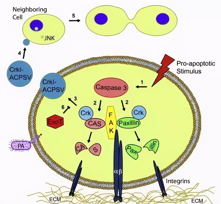 身体细胞死亡后怎么处理,人体怎么清除衰老细胞