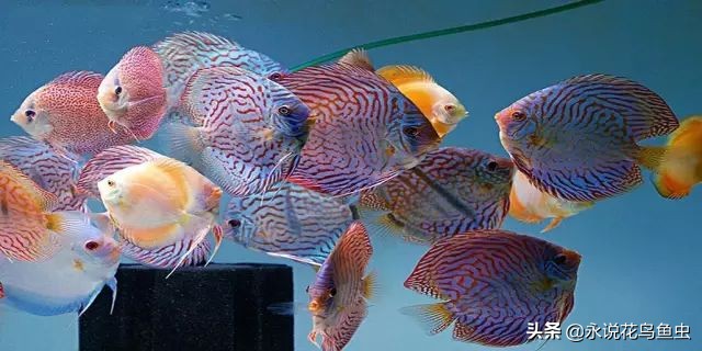 养七彩水质怎样配制成酸性水,七彩繁殖期间能换水吗