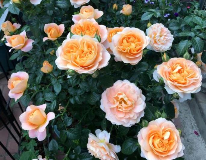 月季中的开花劳模,超微月季一年四季都能开花