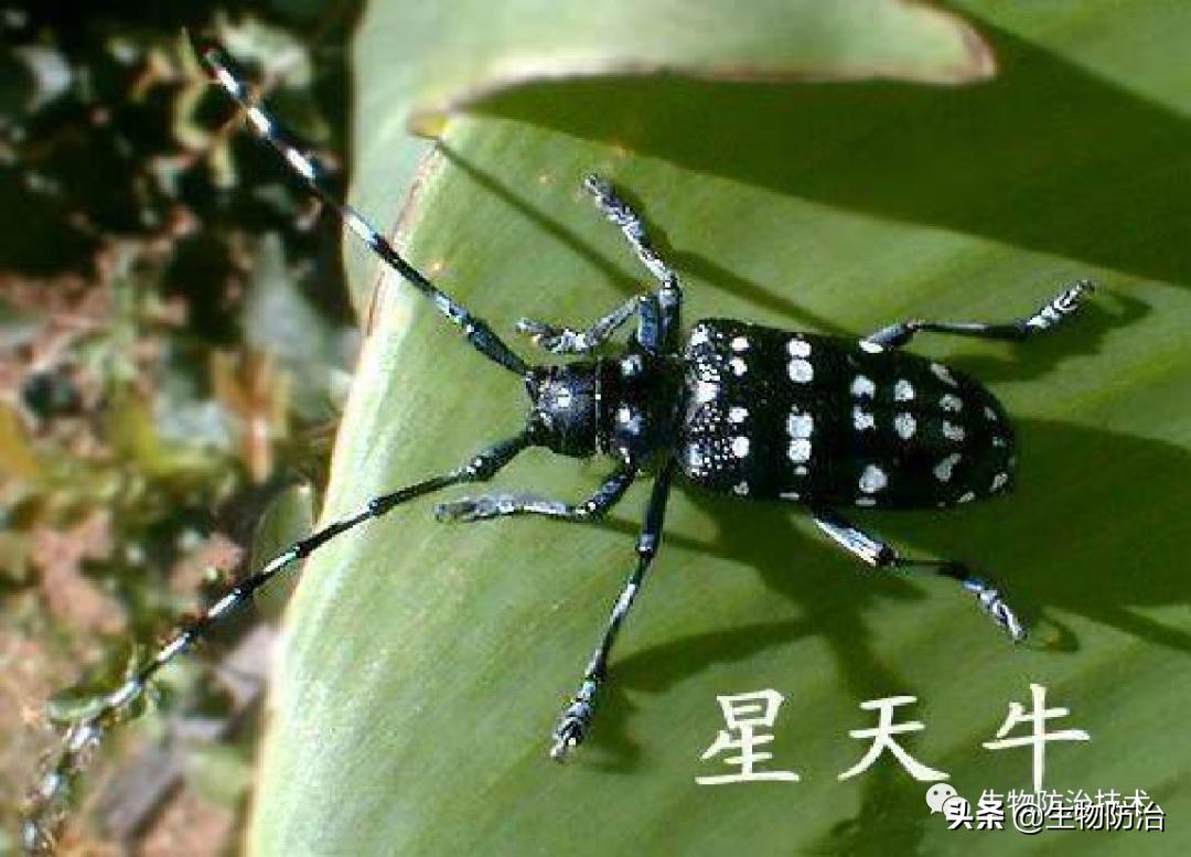 蛀干害虫是钻蛀害虫吗,果树枝干钻蛀害虫图片