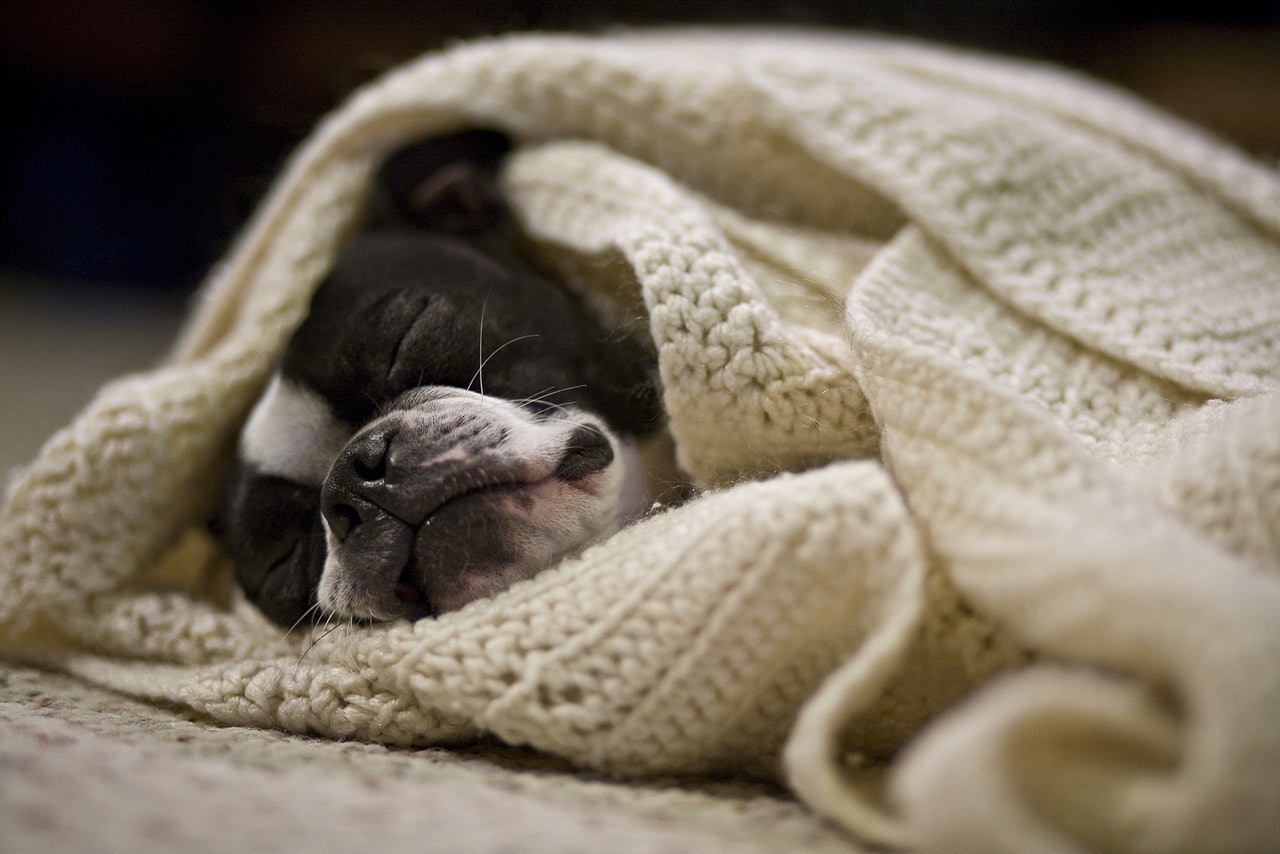 狗狗打嗝最快的解决方法,狗狗得细小痊愈总打嗝怎么回事