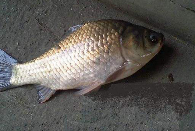 日本假鲫鱼入侵,却成钓友们的美味,一钓就一桶,比土生鲫鱼好吃