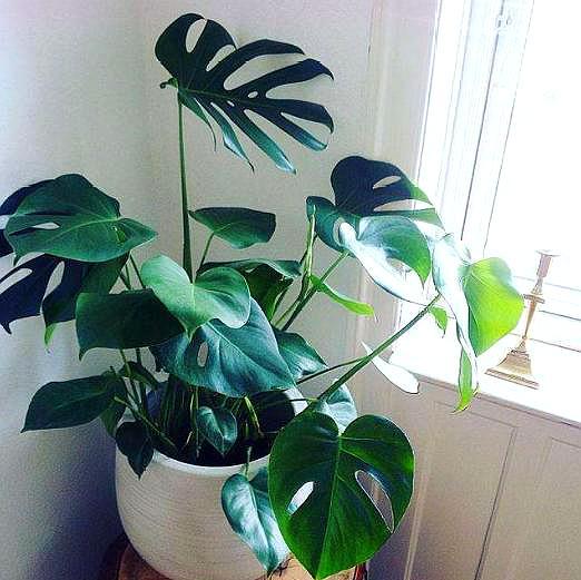 龟背竹的扦插方法和注意事项,怎么扦插龟背竹成活率高