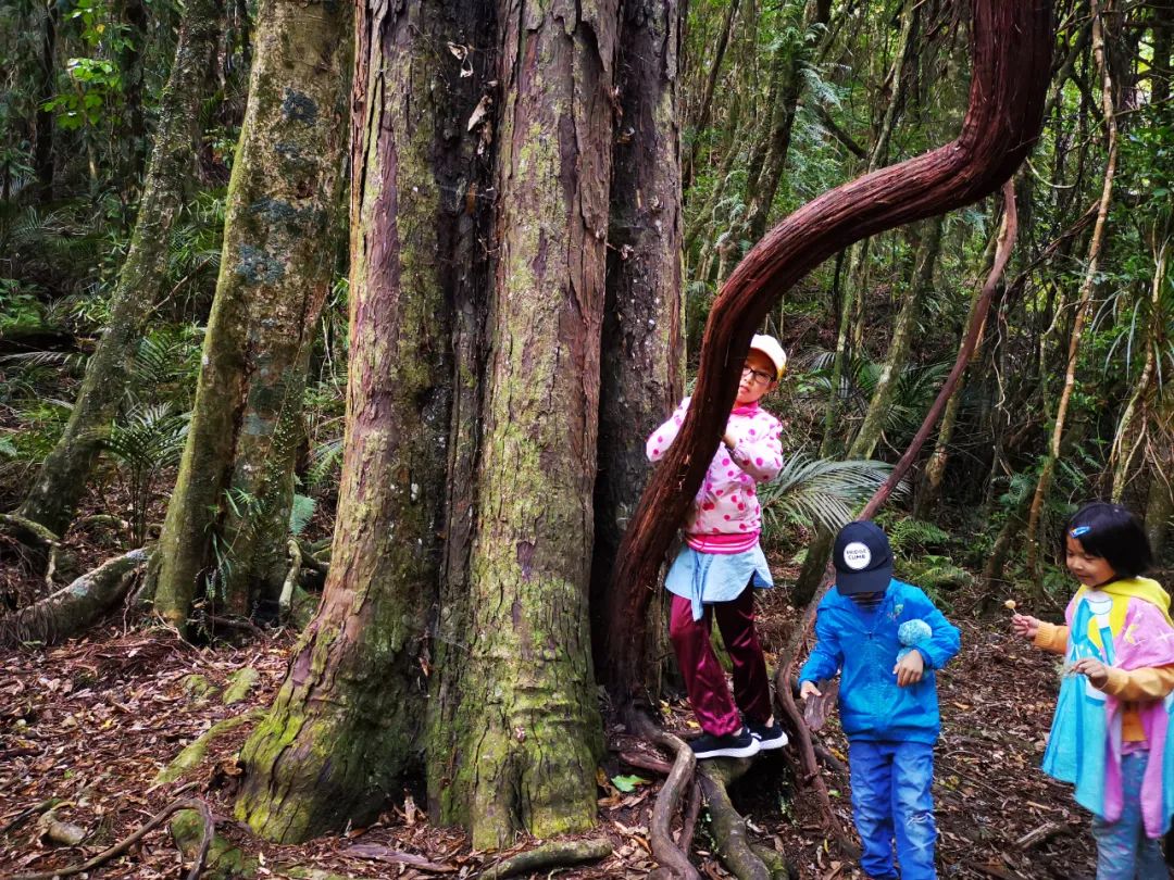 新西兰的雨林||皮龙亚狂想曲（7）
