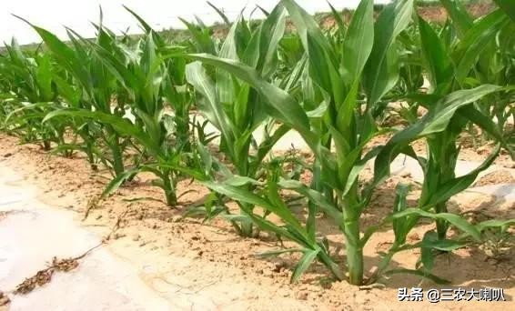 玉米丫子用不用掰,玉米丫子多大可以掰