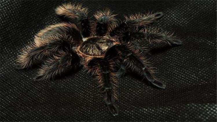 饲养蜘蛛要准备哪些用品,巴西所罗门蜘蛛饲养教程