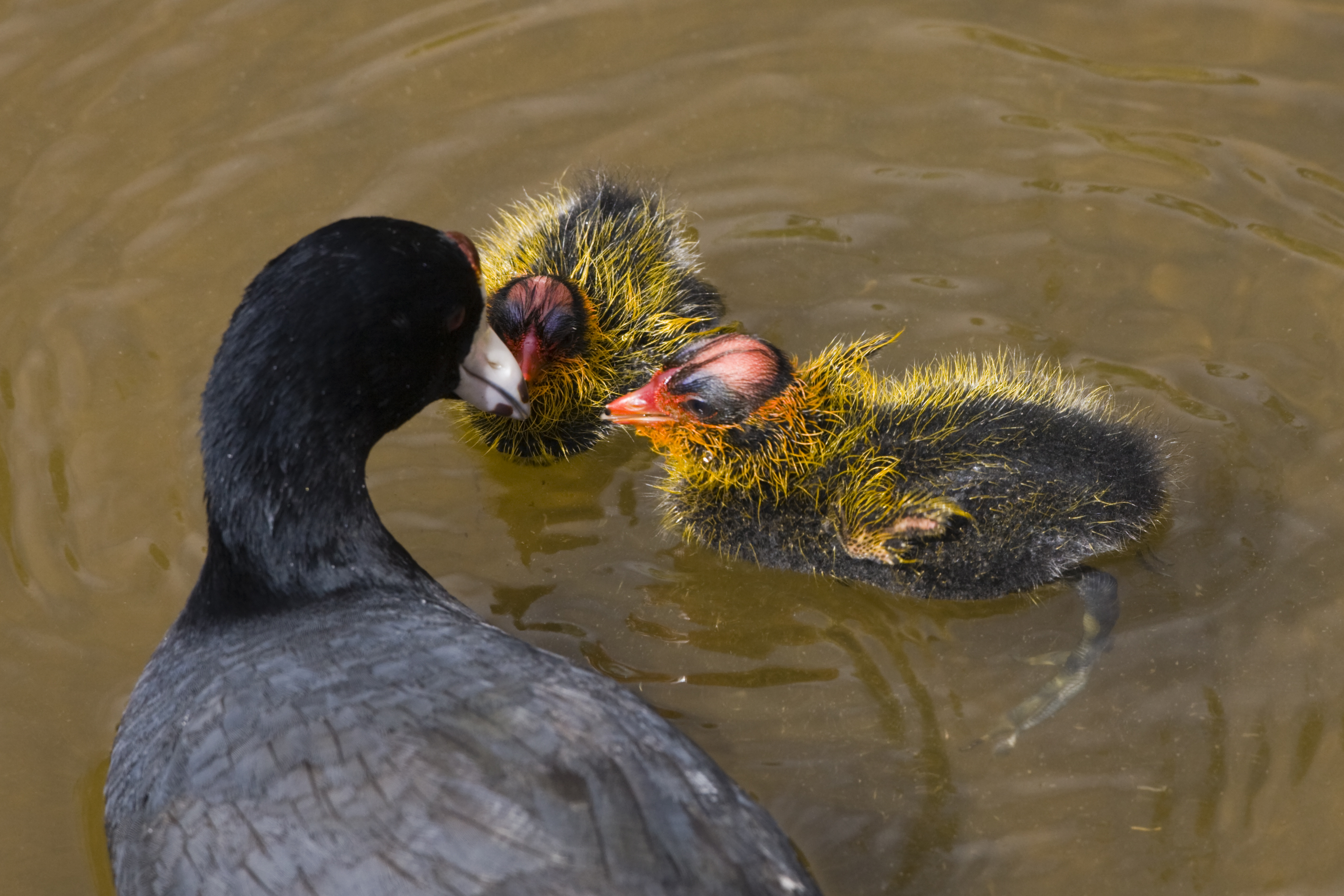 白骨顶鸡夜晚习性,白骨顶鸡几级保护