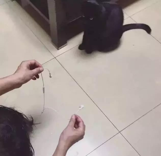 养猫后儿子鼻过敏，妈妈心生一计：不如你搬出去住吧！