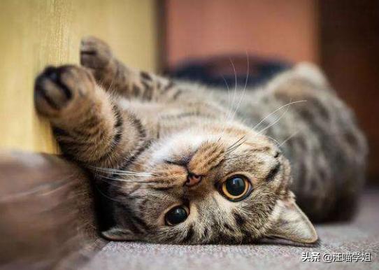 肠套叠猫咪是突发的么,猫咪一般情况下会得肠套叠吗