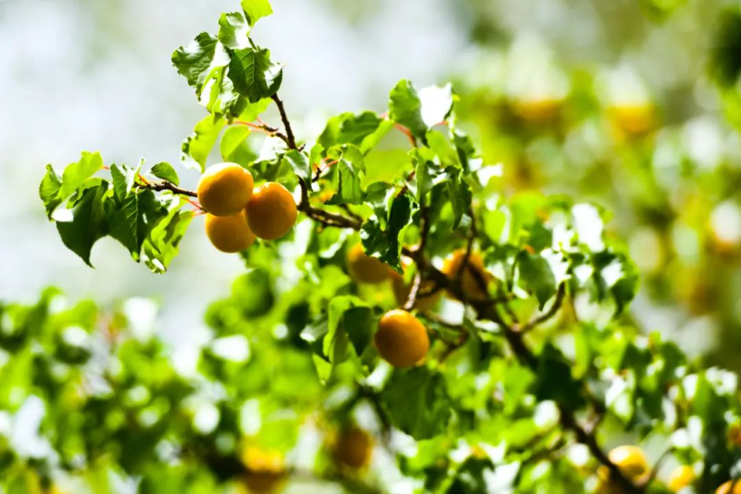 除了莫高窟、飞天、月牙泉，敦煌还藏着哪些极致风物？
