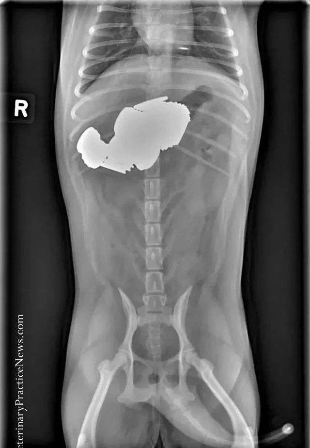 狗狗的肚子……其实是个“百宝箱”？