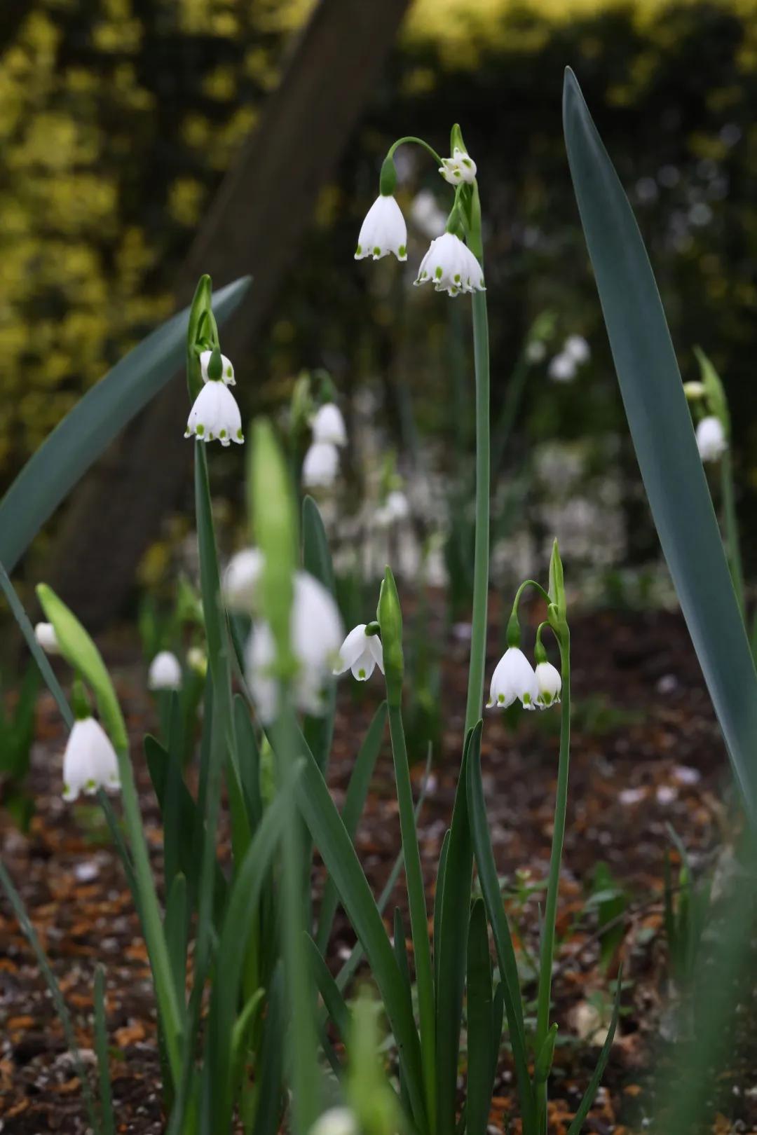 梦幻花园开园了！就在双流彭镇！免费的那种
