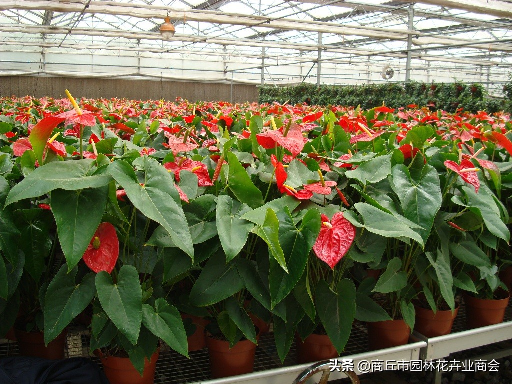 红掌怕热还是怕寒,红掌怕冷吗