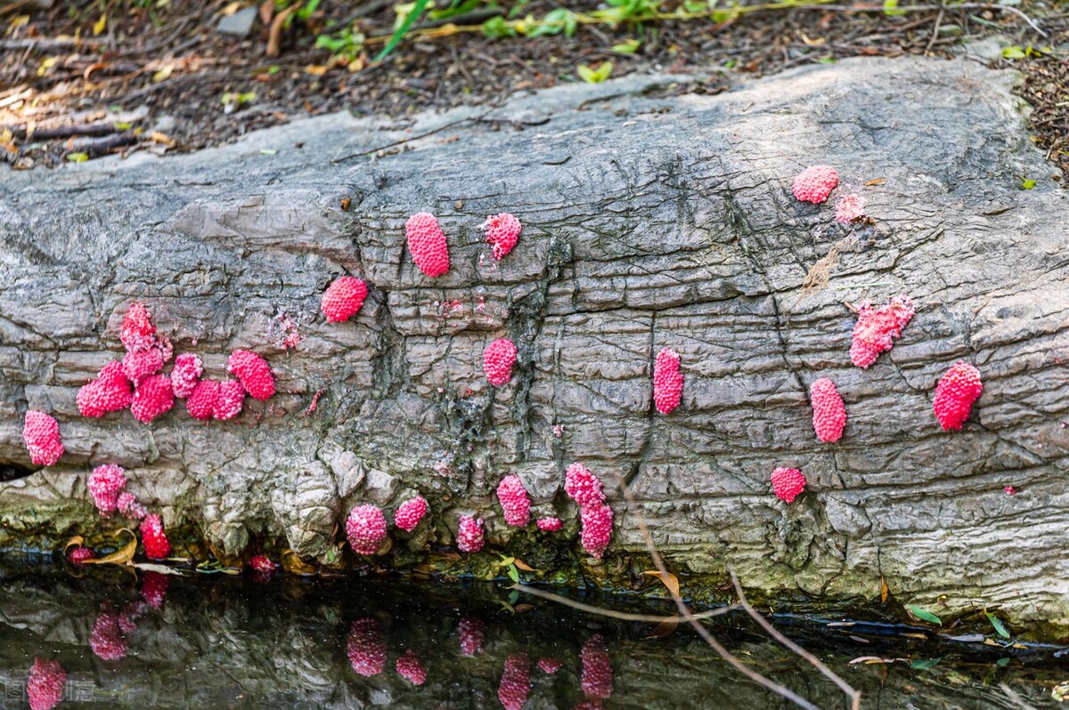 多地出现福寿螺寄生虫感染事例,2006年广东福寿螺寄生虫事件