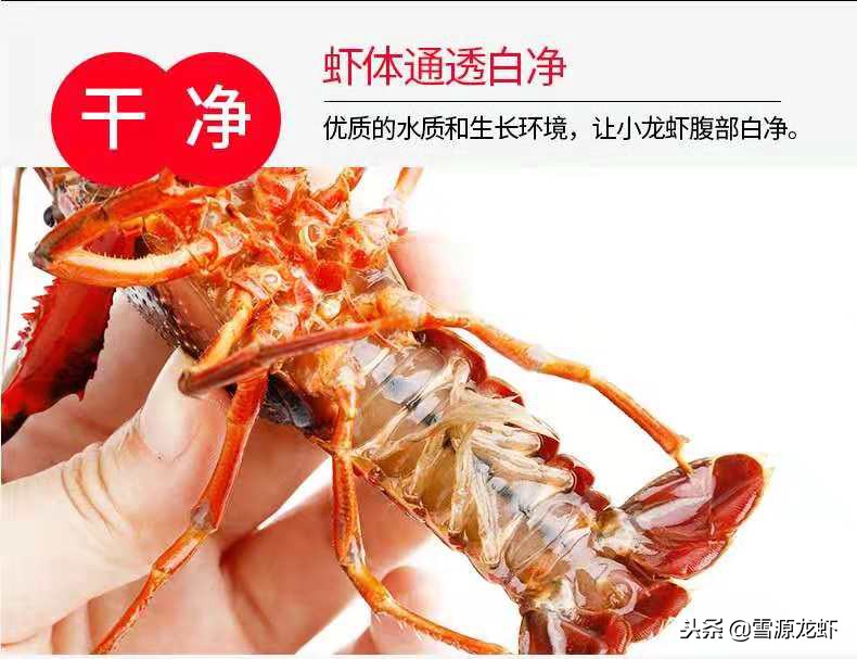 养龙虾需要具备哪些条件,龙虾养殖会遇到什么问题