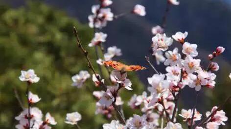 为什么说绵山是寒食节的发源地,绵山寒食节旅游攻略