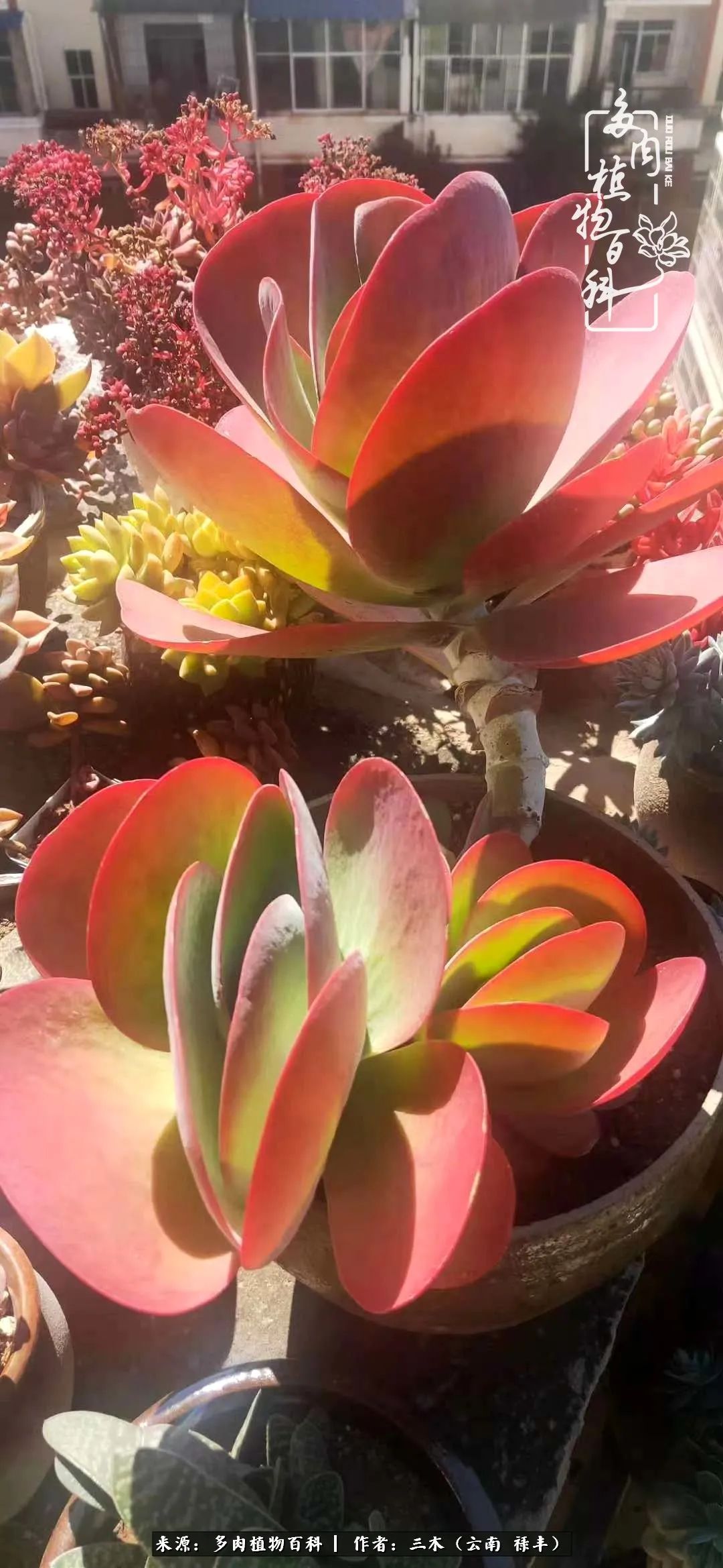 结缘多肉，阳台这一亩三分地就是我的世外桃源