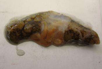 海参长了纤毛虫怎么办,纤毛虫对海参养殖的危害