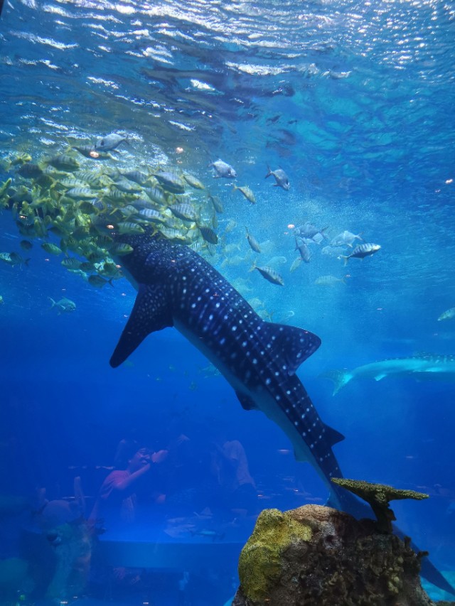 长隆野生动物园值不值得去玩,广州长隆野生动物园在哪里