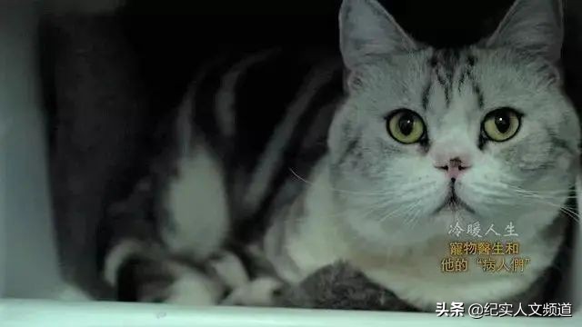 “大夫，我把房卖了，你能治好我的猫吗？”