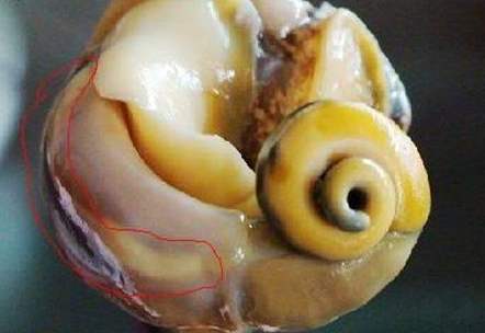 海螺的尾巴为什么好吃,海螺尾部是黄还是屎可以吃吗