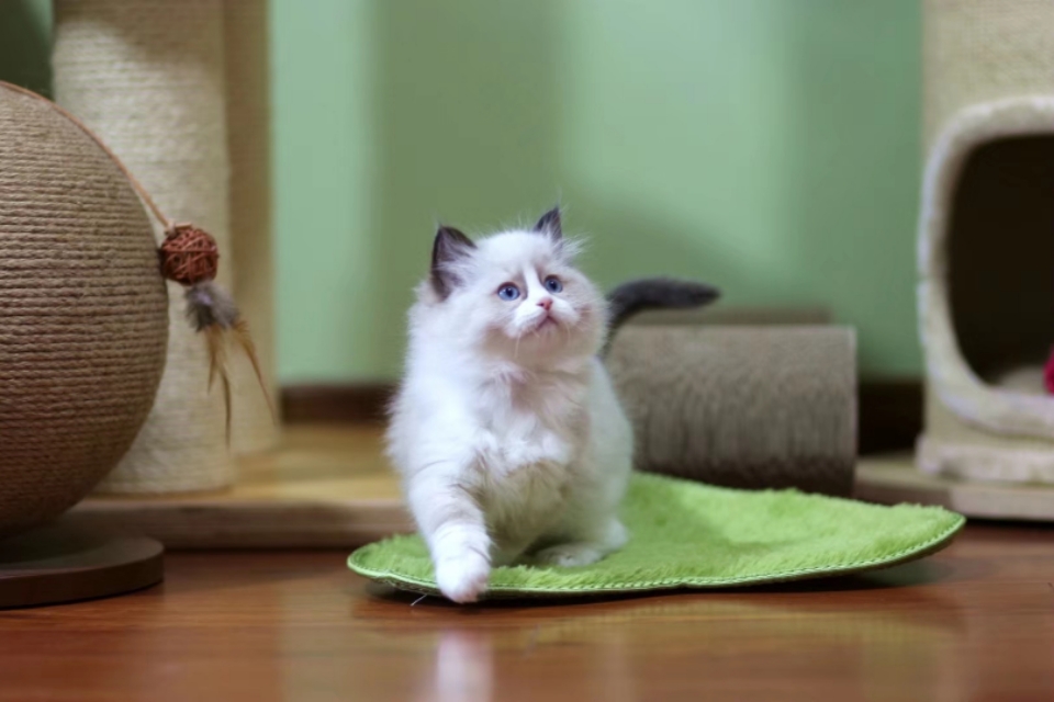 开猫舍店需要准备什么,开猫舍赚钱吗