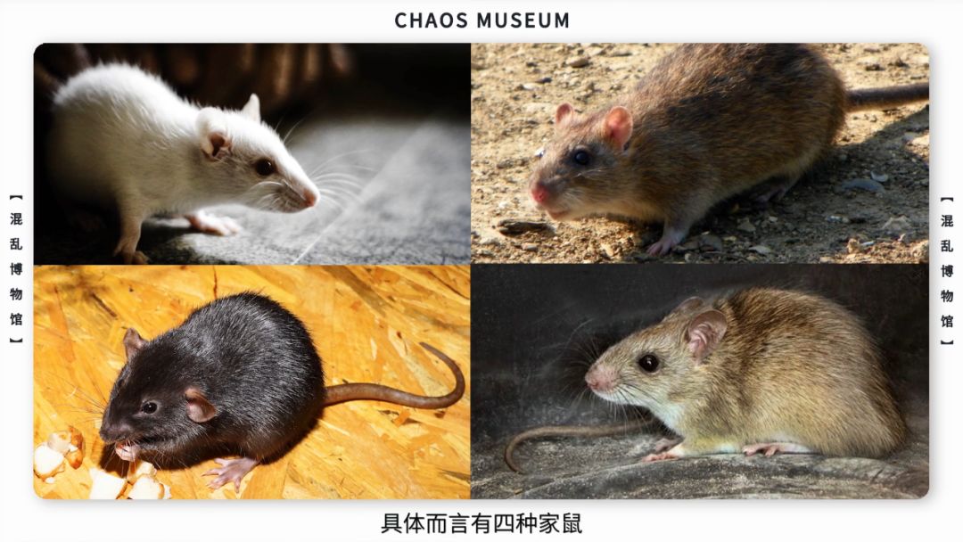 米老鼠是耗子吗,米老鼠原型是什么鼠