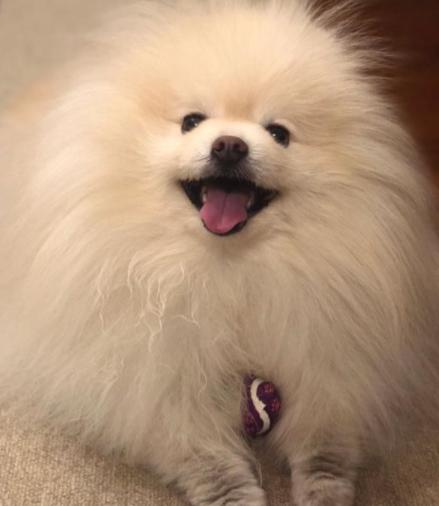 英式博美和美式的哪个贵,英式博美好还是美式博美好