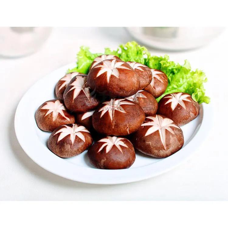 松树林常见的可食用蘑菇图片,常见可食用蘑菇