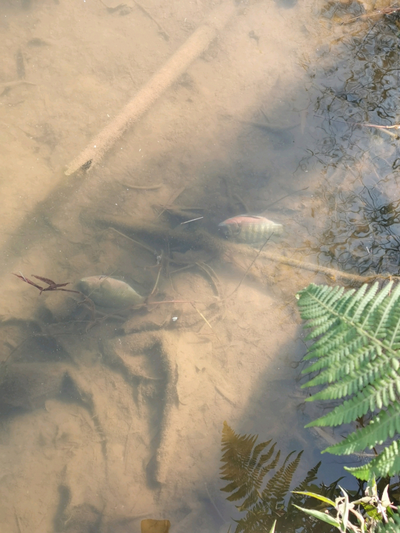 天气太冷好多鱼都冻死了,天太冷鱼被冻在河面