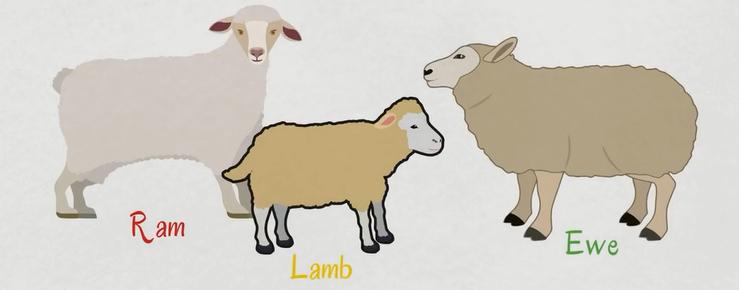 动物类英语单词记忆教学,每日英语单词之动物单词