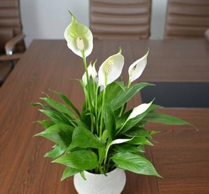 春节寓意最好的花,春节必买的5种花