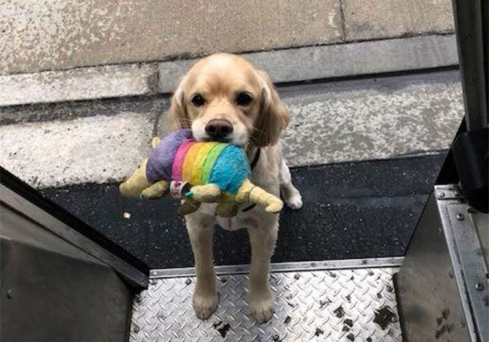 邮递员身边总有小宠物，还偷偷上他车，竟是被其身上的气味吸引