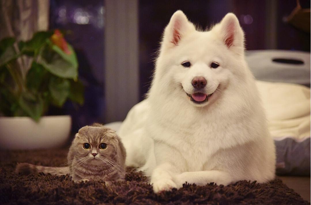 不养狗不知道养什么好玩,养狗比较好还是不养狗比较好