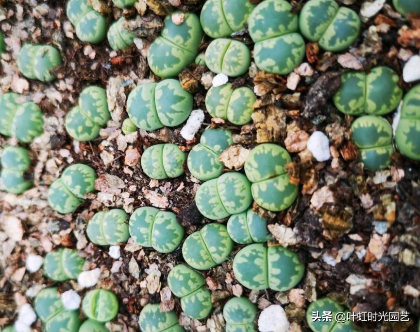 多肉长成一枝独秀,多肉繁殖一盆变两盆