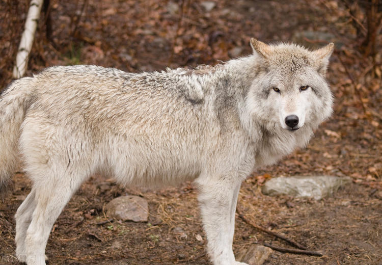一家遇难救下狼崽狼群来报恩,男子救下一只狼崽百年后变成狼