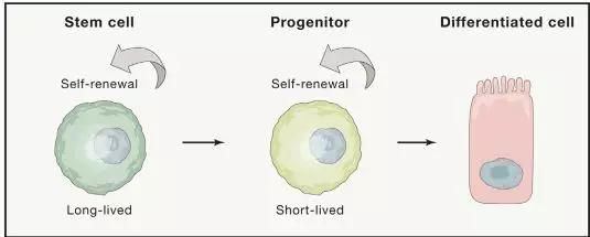 干细胞和免疫细胞培养,免疫细胞和干细胞应用方案
