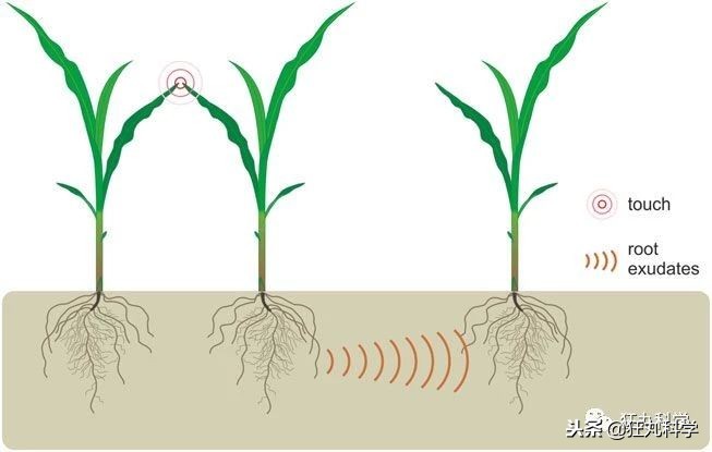 家里阳台的花,家里阳台上的绿植