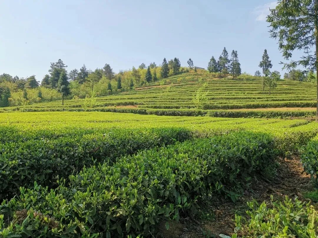 赏春图鉴丨赏花海、品清茶、尝美食...乌当百宜镇这条宝藏春游线路,就等你来打卡啦!