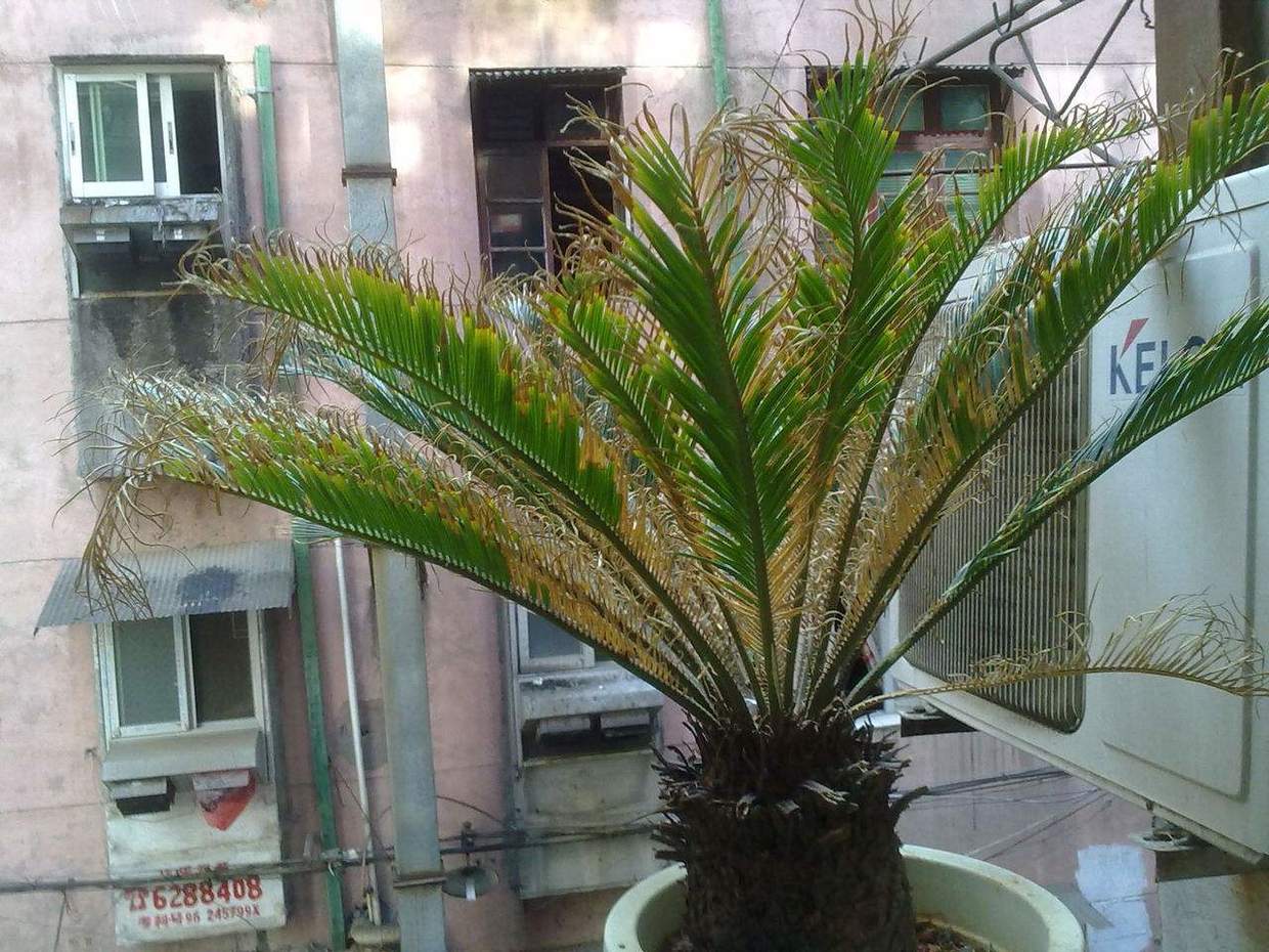 移栽的铁树为何叶子变黄了,铁树叶子变黄怎么办