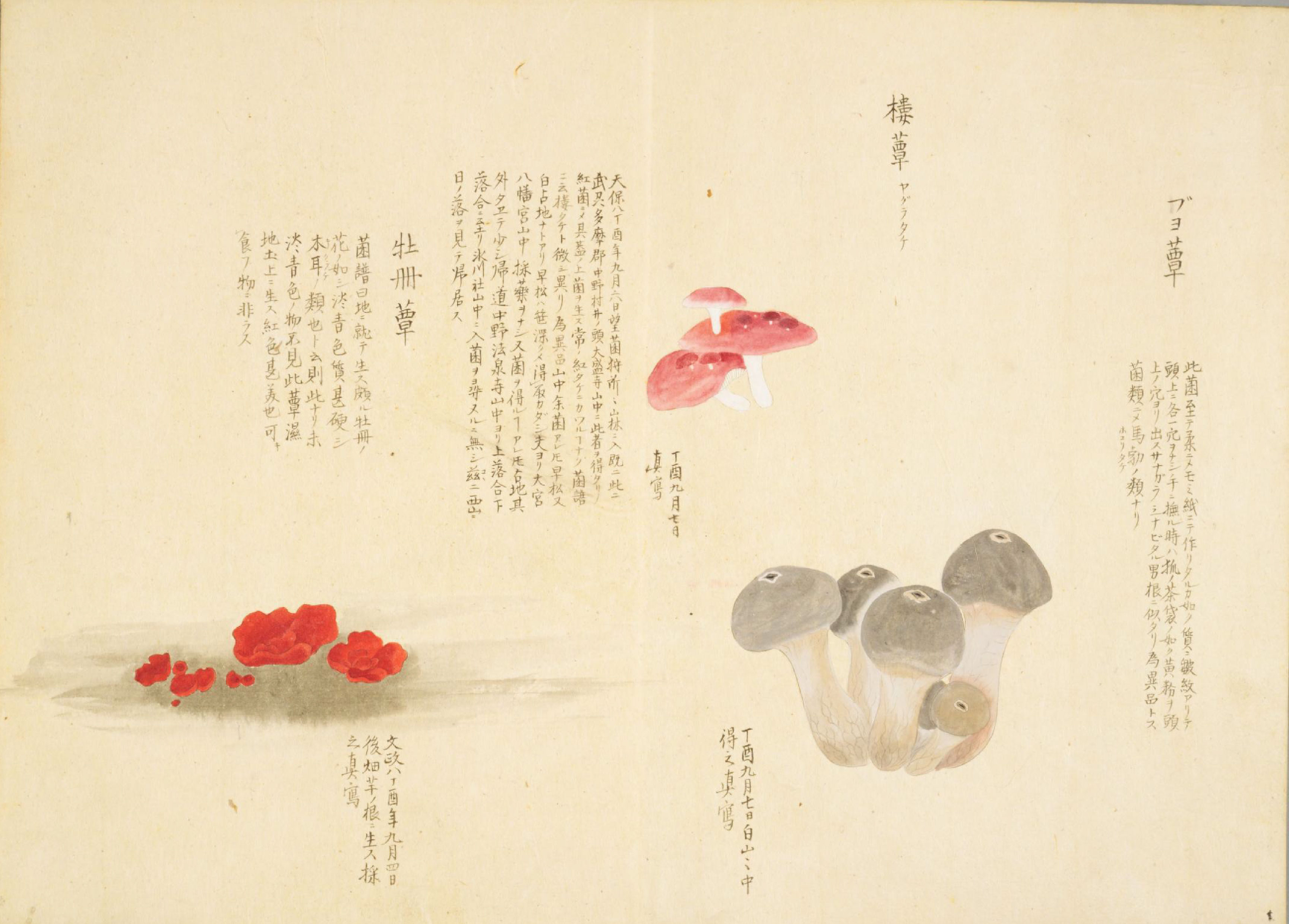 各种多彩菌图片大全,意式野菌图片大全