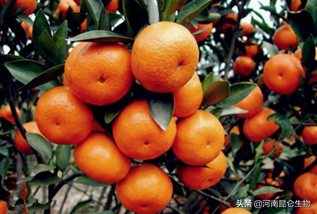 沙糖桔防病害打什么药,沙糖桔炭疽病要什么药