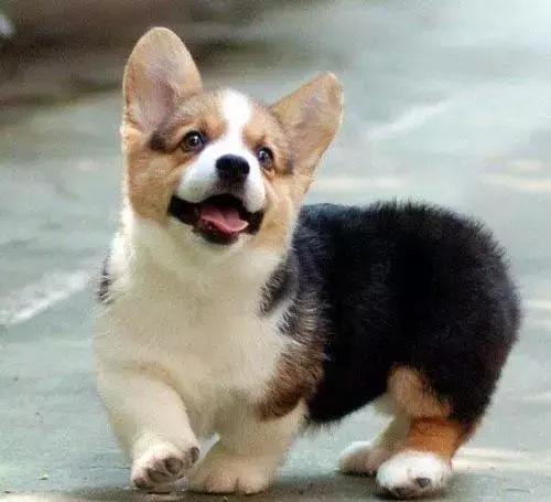 有什么品种狗狗既长不大又不掉毛,建议新手养的10种便宜狗狗不掉毛